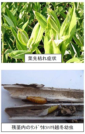 写真：葉先枯れ症状・残茎内のリンドウホソハマキ越冬幼虫
