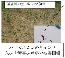 写真：被害株の土中にいた幼虫　ハリガネムシのサイン？欠株や障害株が多い被害圃場