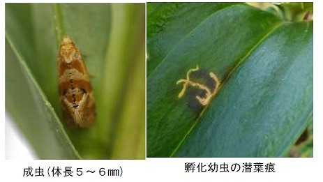 写真：成虫（体長5～6mm）・孵化幼虫の潜葉痕