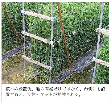 写真：横木の設置例。畦の両端だけではなく、内側にも設置すると、支柱・ネットが補強される。