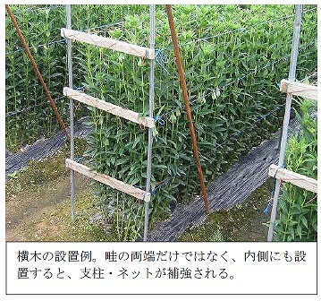 写真：横木の設置例。畦の両端だけではなく、内側にも設置すると、支柱・ネットが補強される。