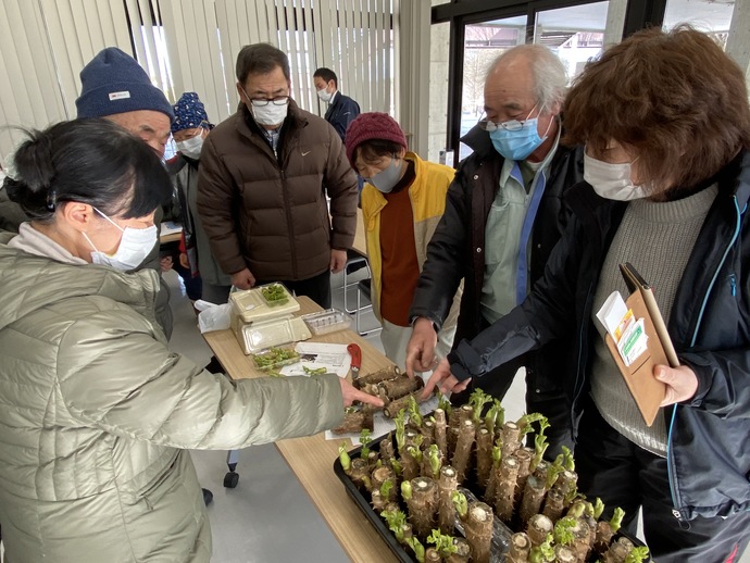 たらの芽の品質を確認している様子