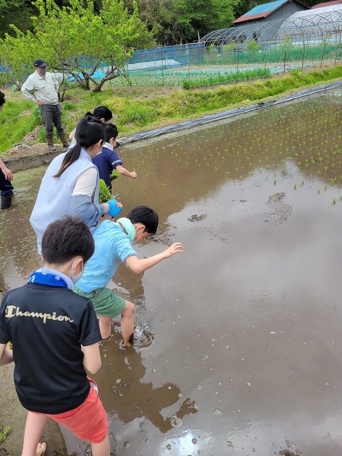 写真：田植え作業の様子