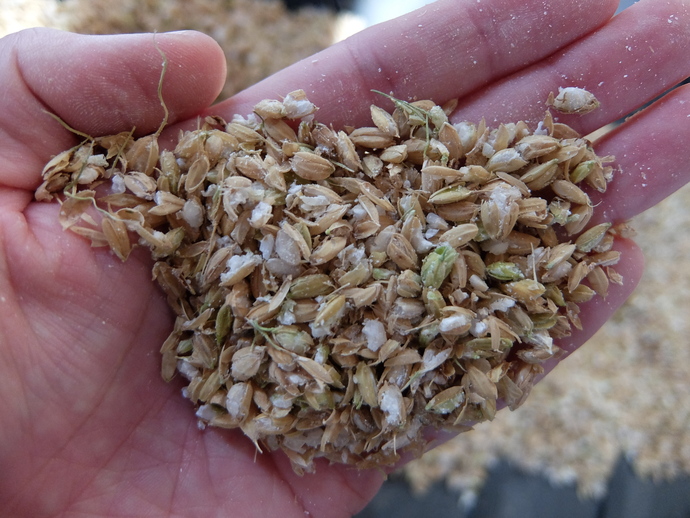 粉砕・加水された状態の籾米