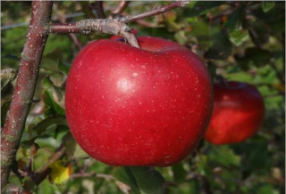 りんご育成品種「岩手15号」の写真