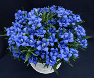 鉢花りんどう品種「いわて八重の輝きブルー」の写真