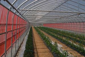 施設トマトの害虫防除の様子の写真