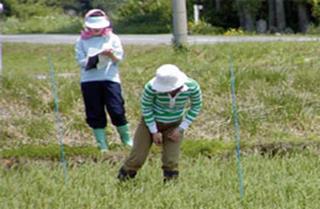 イネいもち病の発生調査の写真