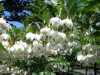 エゴノキの花の写真