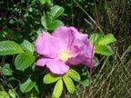 ハマナスの花の写真