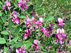ミヤギノハギの花の写真
