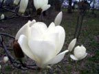 ハクモクレンの花の写真