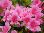 サツキツツジの花の写真