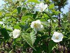 シロヤマブキの花の写真