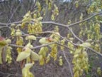 トサミズキの花の写真