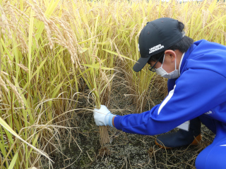 水稲の収量調査・坪刈り作業体験の写真
