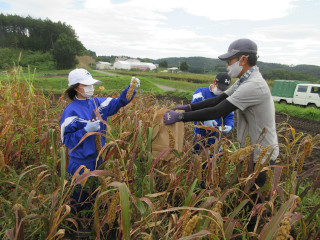 雑穀（あわ）の収量調査・坪刈り作業体験の写真