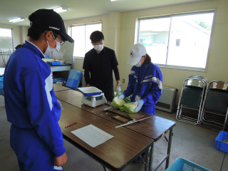 キャベツの収量調査体験の様子の写真