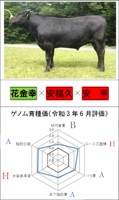 「はなかねふく」の横向きの写真と育種価のレーダーチャート