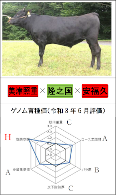 「たかてる」の横向きの写真と育種価のレーダーチャート 