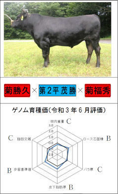 「きくふくしげ」の横向きの写真と育種価のレーダーチャート