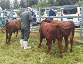 候補牛の体型審査中の写真
