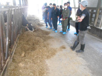 乳牛舎での研修風景の写真