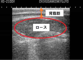 超音波画像の写真