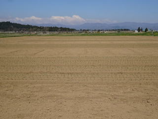 試験ほ場の遠景写真