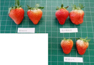 いちご3品種の果実の比較写真
