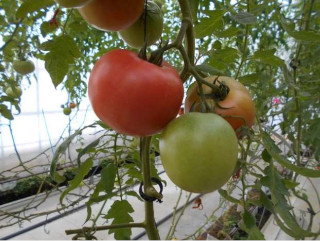 収穫を迎えたトマト果実の写真