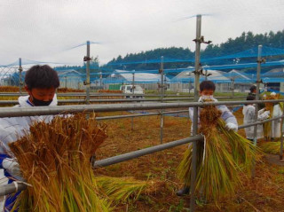 坪刈りしたイネのハセ架け中の写真