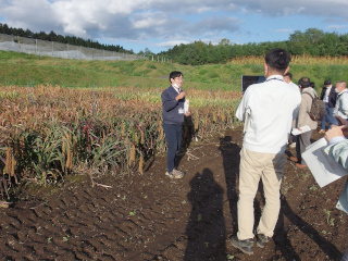 試験圃場で育成中のアワ系統について説明中の写真