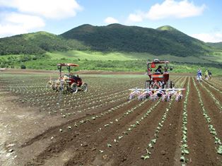 タイン型除草機を用いた中耕除草の様子の写真