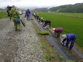 イブキジャコウソウを定植中の写真