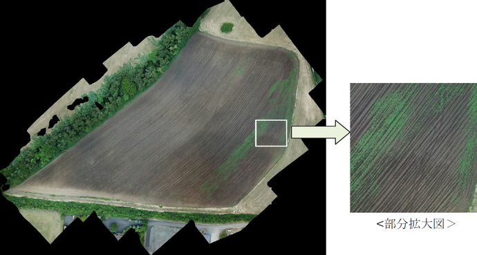 飼料用トウモロコシ畑の空撮画像