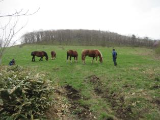 放牧後青草を食べる馬の写真