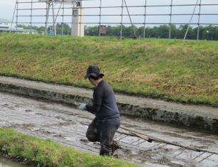 水田に線を引く研究員の写真