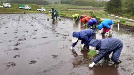 雨の中イネの苗を手植えする職員の写真