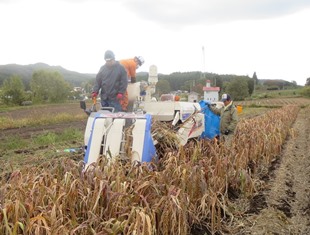 アワ短稈系統のコンバイン収穫調査の様子の写真