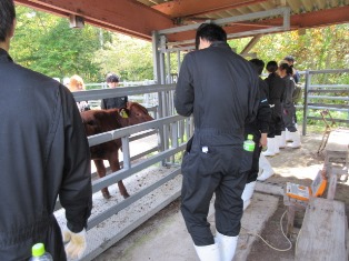 学生による牛の体重測定の写真