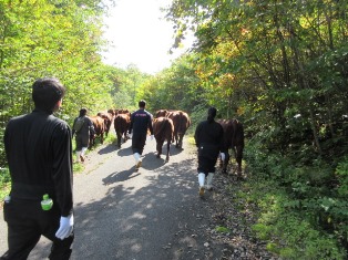 牛を放牧地まで追う様子の写真