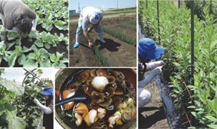 野菜・花き巡回調査の様子の写真