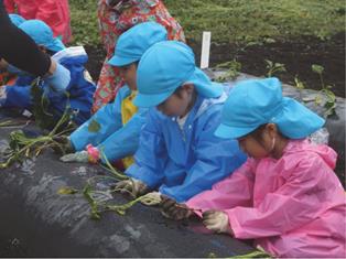 サツマイモを上手に植える年長組の園児たちの写真