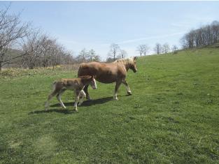 放牧地を駆ける馬の親子の写真