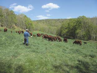 牛の様子を見守る看視員の写真
