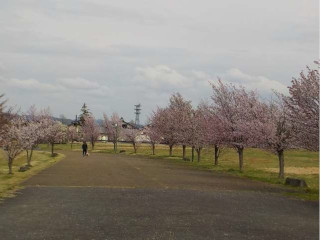 園内中央通路の桜並木の写真