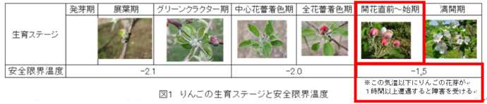 図1　りんごの生育ステージと安全限界温度