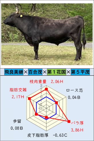 「ゆりはなとも」の横向きの写真と育種価のレーダーチャート