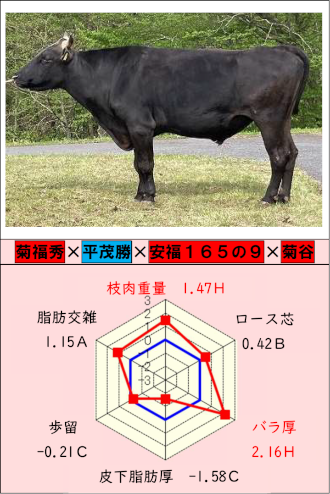 「ほしのさかえ」の横向きの写真と育種価のレーダーチャート 